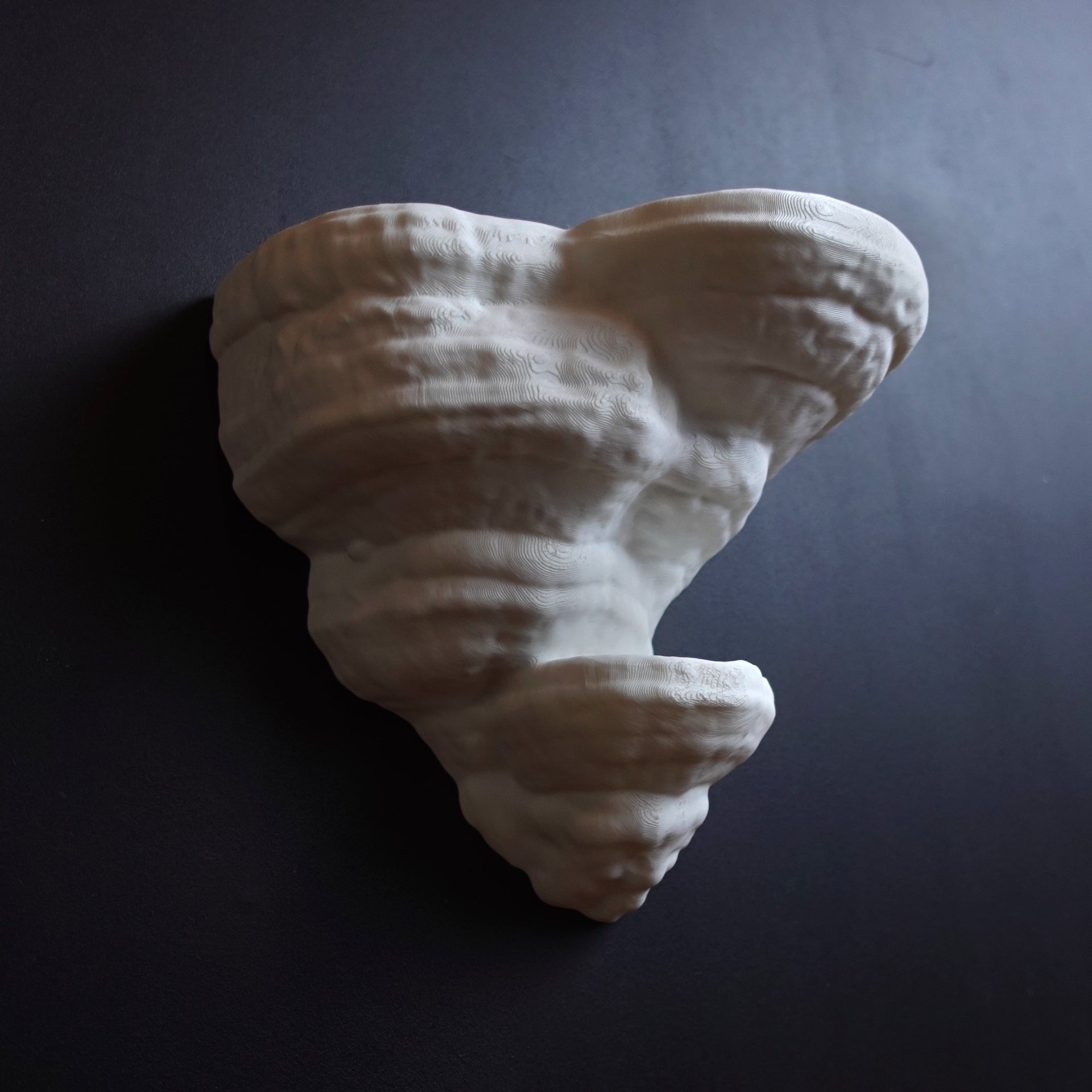 FOMENTARIUS FUNGUS - מדף פטריה