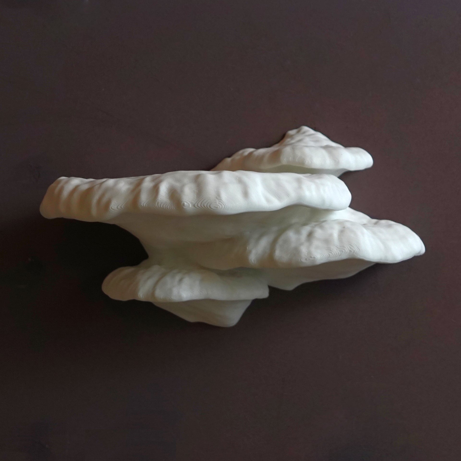 Pinicula Fungus- מדף פטריה