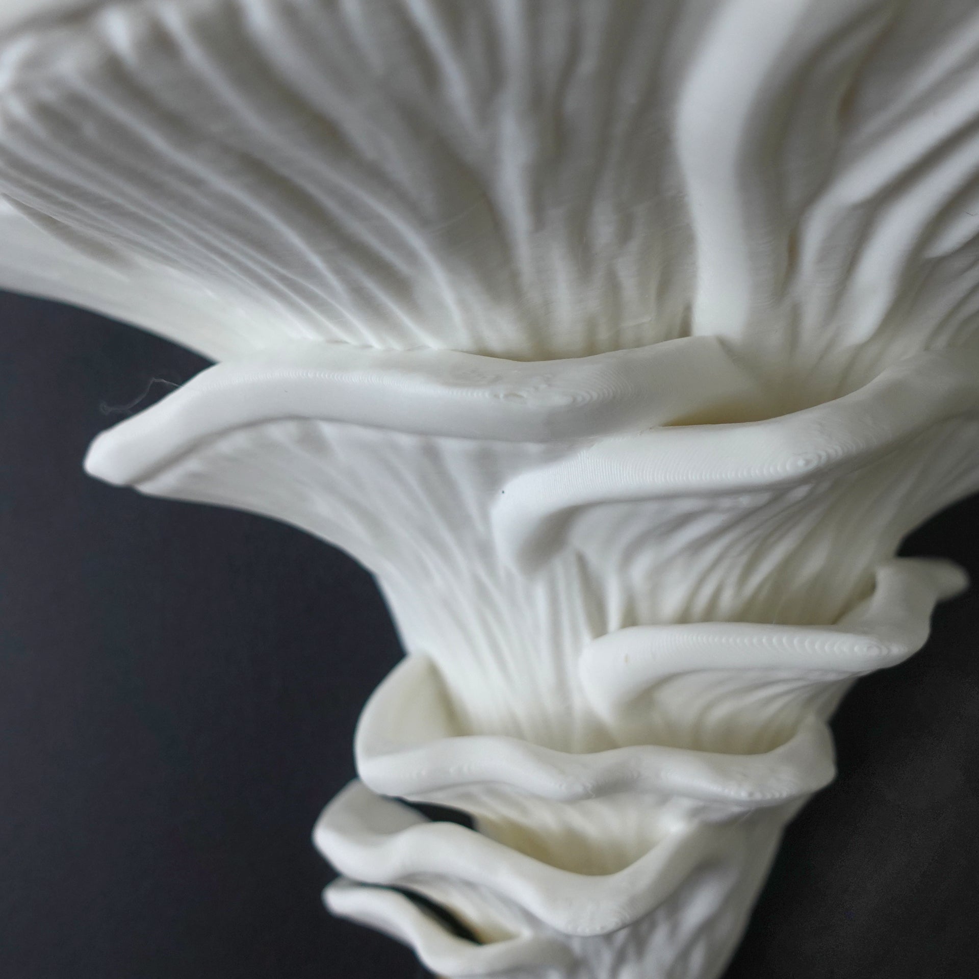 צדף ורוד-Pleurotus djamor- מדף פטריה