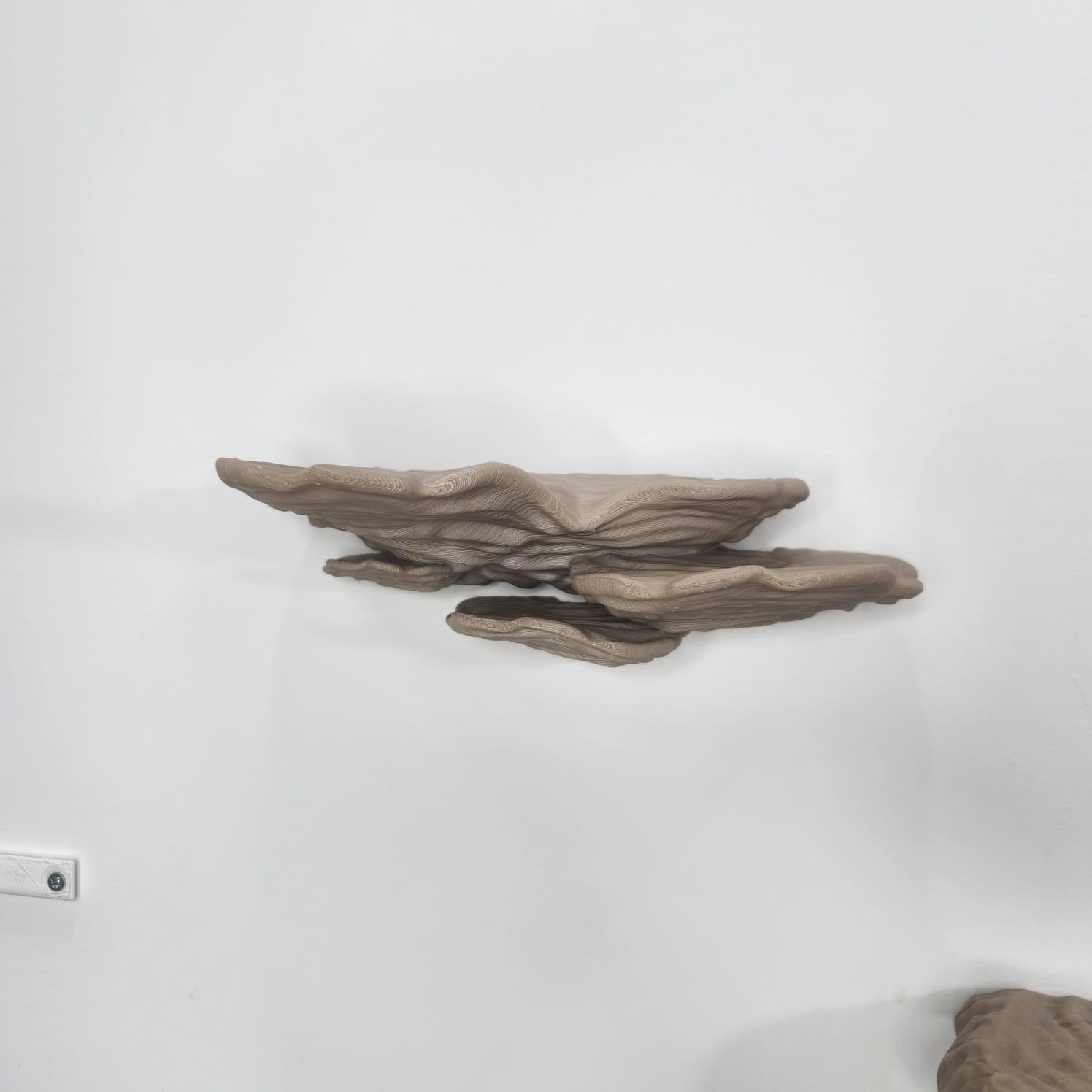 Ostrea Fungus -מדף פטריה