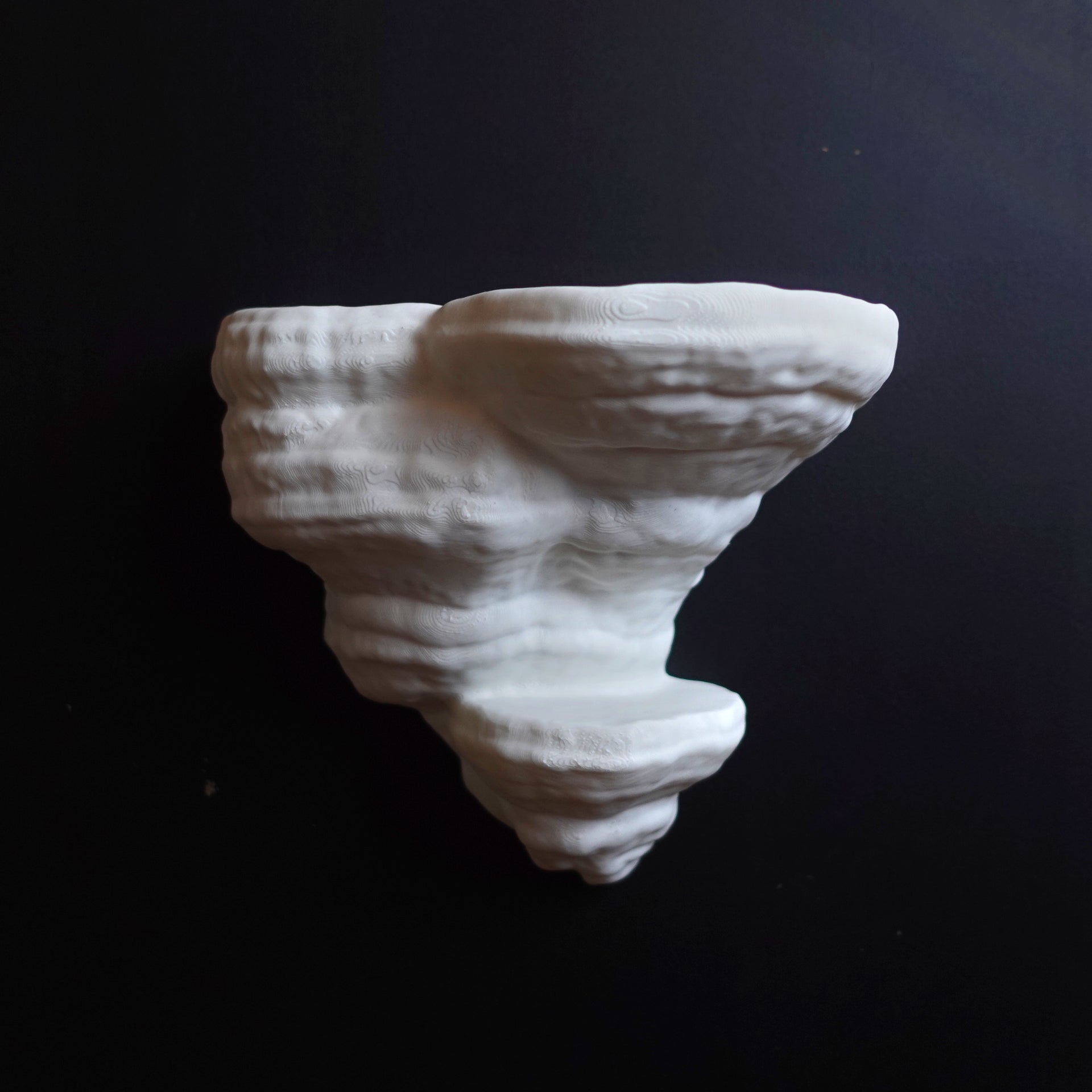 FOMENTARIUS FUNGUS  - מדף פטריה