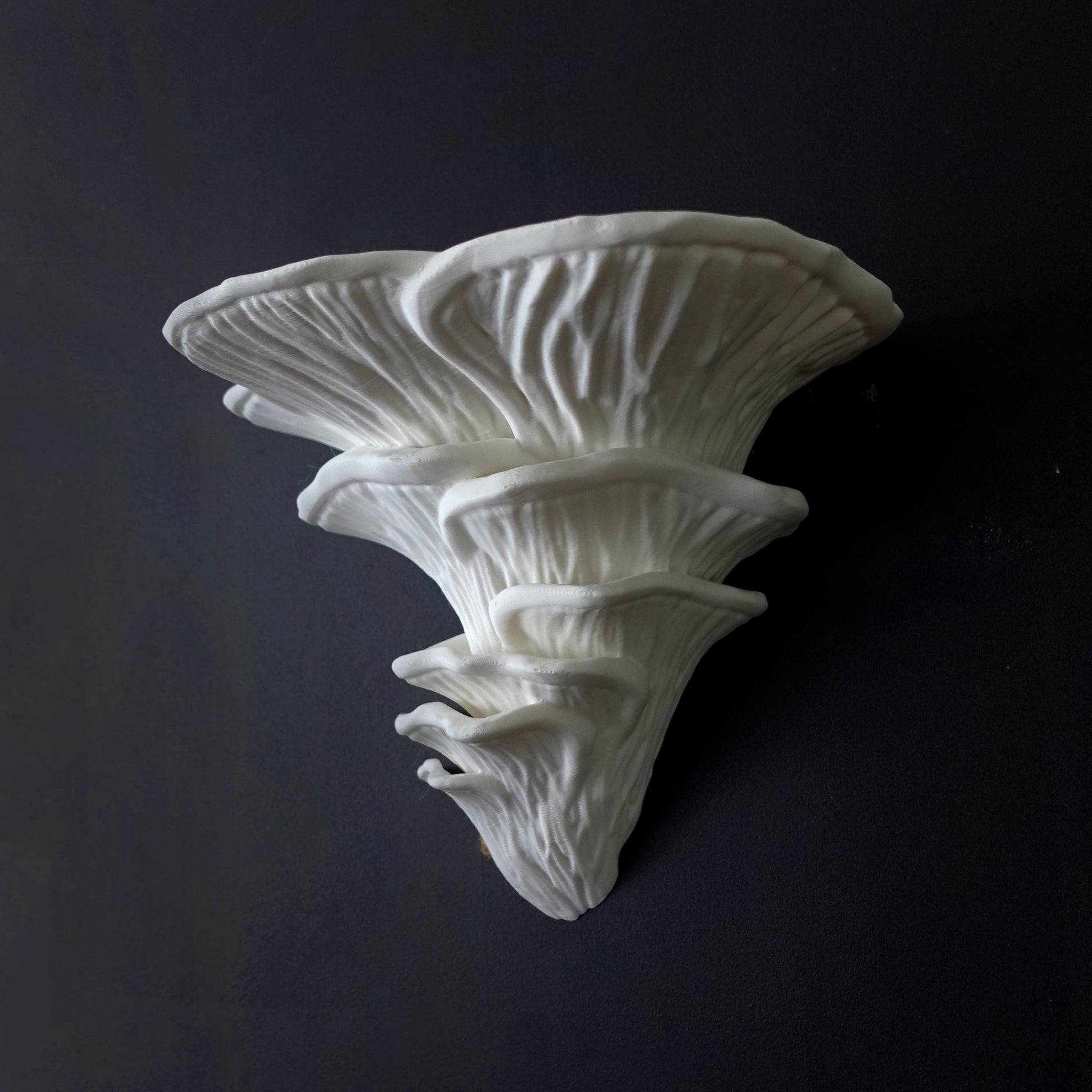 צדף ורוד-Pleurotus djamor- מדף פטריה