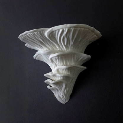צדף ורוד-Pleurotus djamor- מדף פטריה