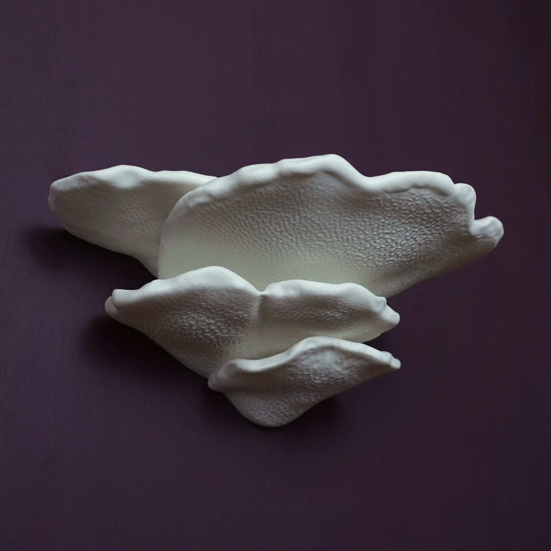 GIBBOSA FUNGUS- מדף פטריה