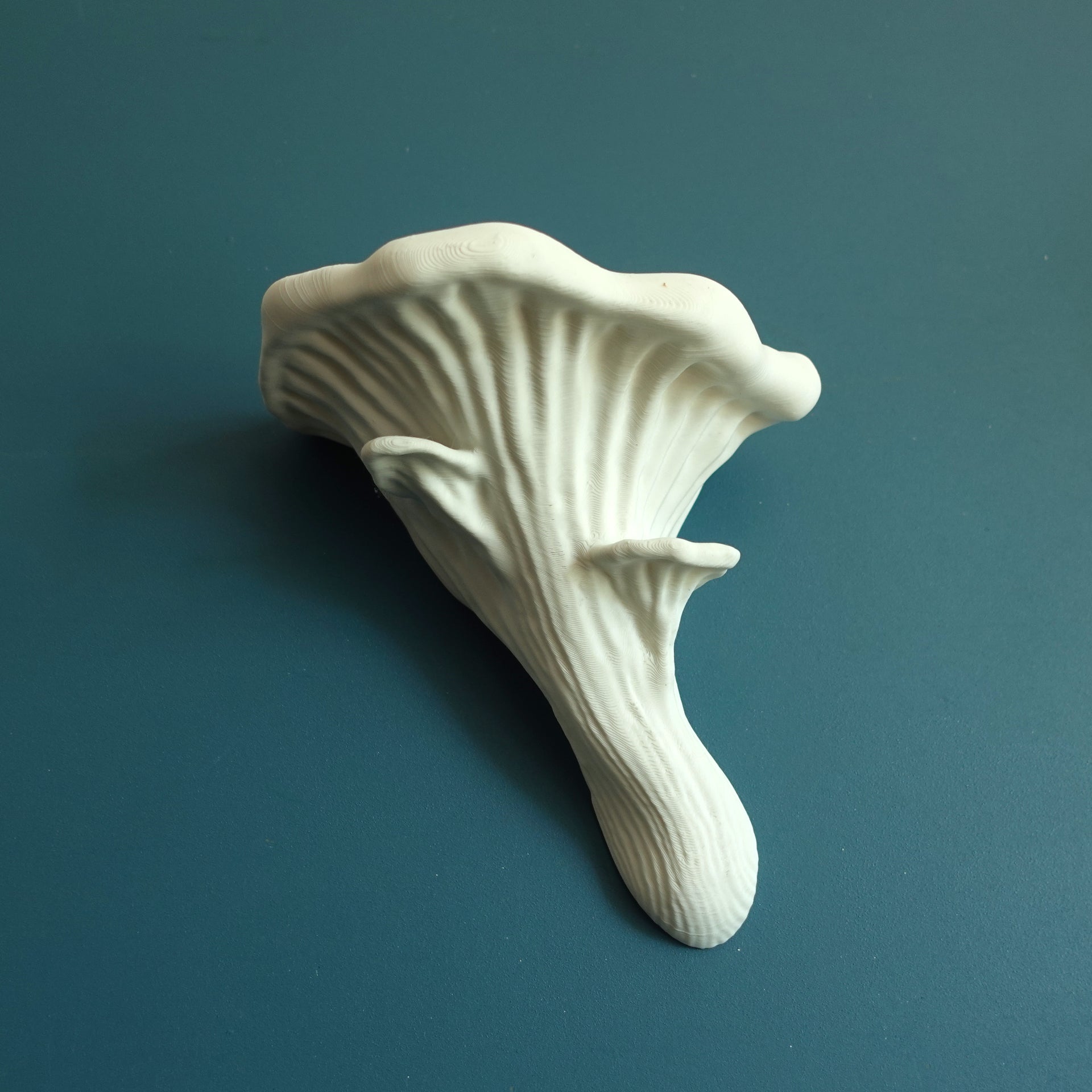 פטריית היער-Oyster fungus-מדף פטריה