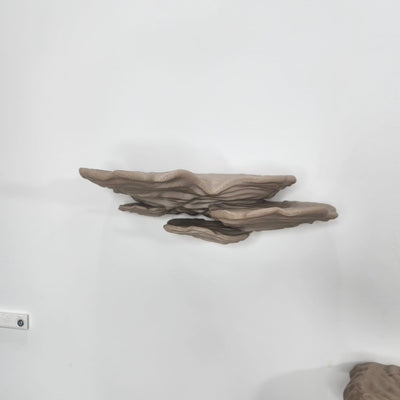 Ostrea Fungus -מדף פטריה