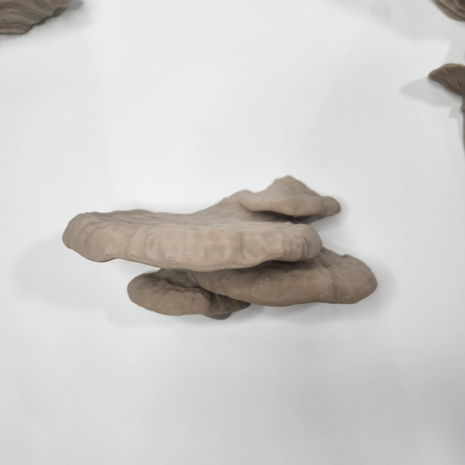 Pinicula Fungus- מדף פטריה