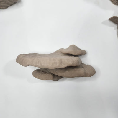 Pinicula Fungus- מדף פטריה
