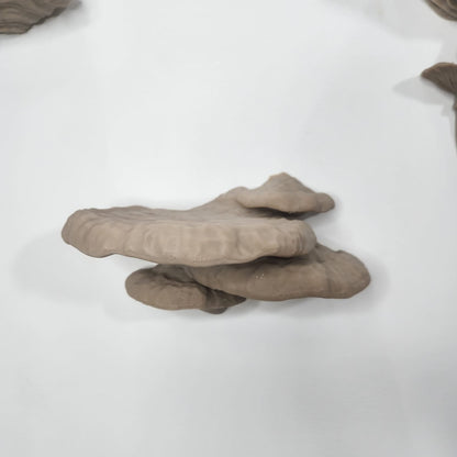 Pinicula Fungus- מדף פטריה