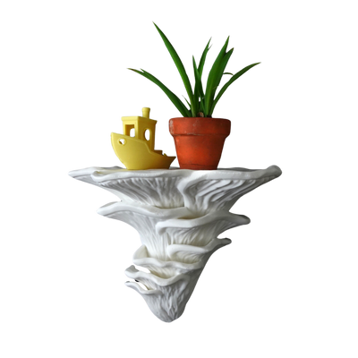 צדף ורוד-Pleurotus djamor- מדף פטריה