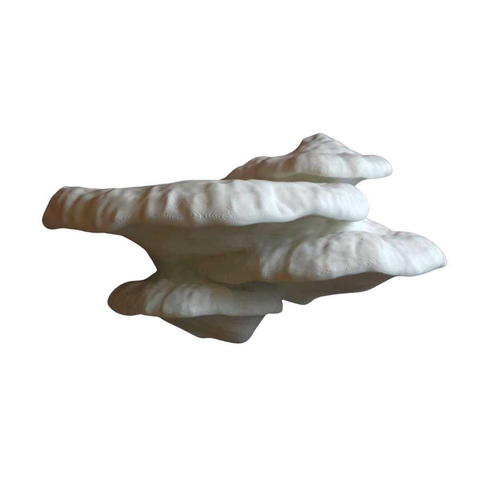 Pinicula Fungus- מדף פטריה