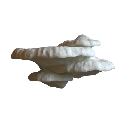 Pinicula Fungus- מדף פטריה